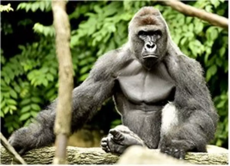 Texas Zoo Establishes Slain Gorilla Memorial Fund