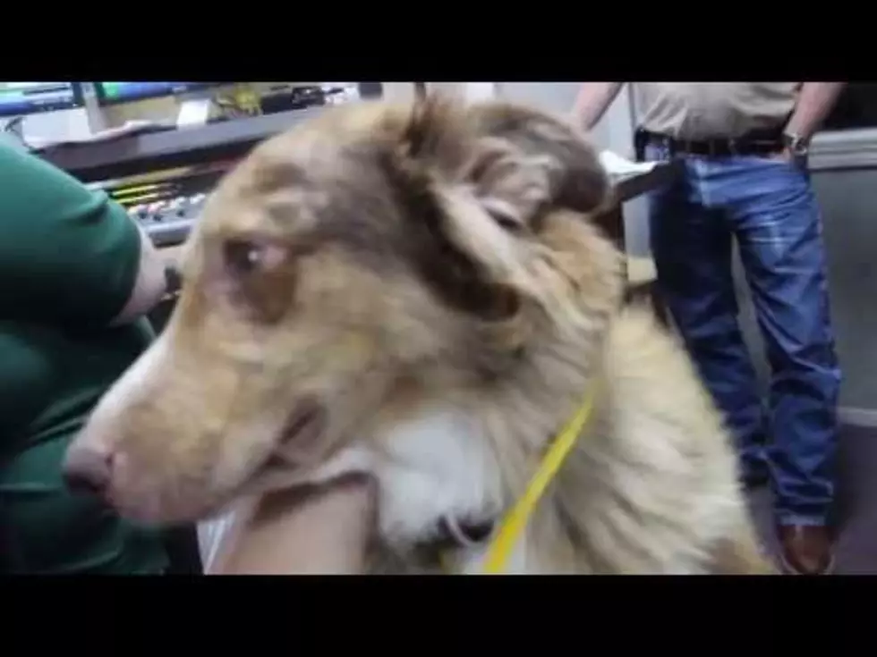 Meet Sid the ADOPTABLE Pup Made From TWO Types of Collies
