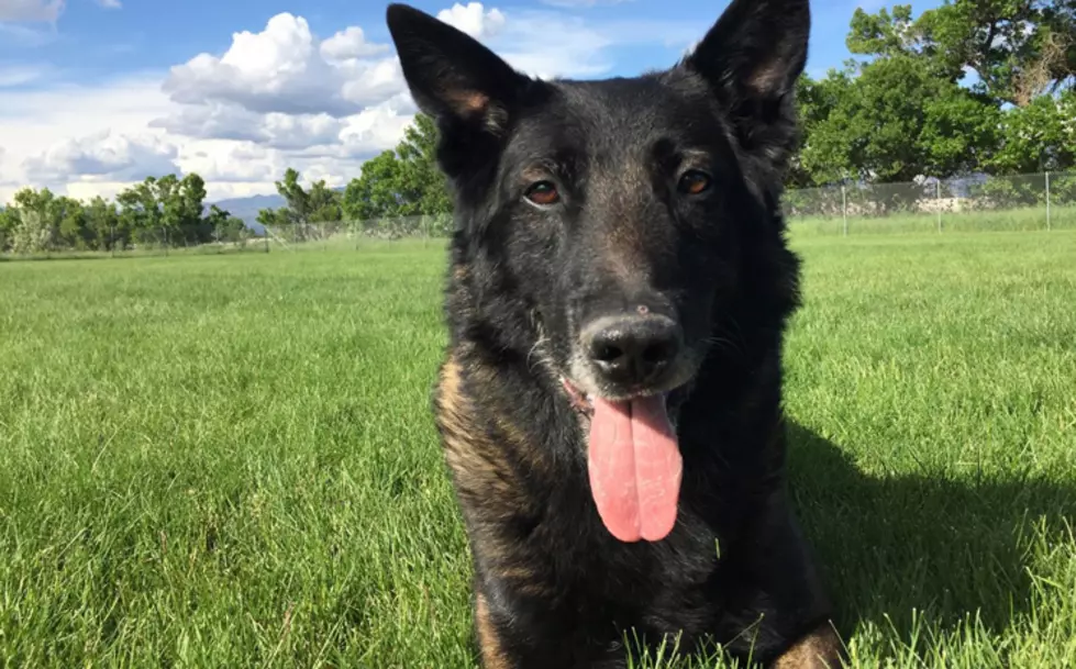 Arlington PD Mourn Loss of Police Dog After Overheating