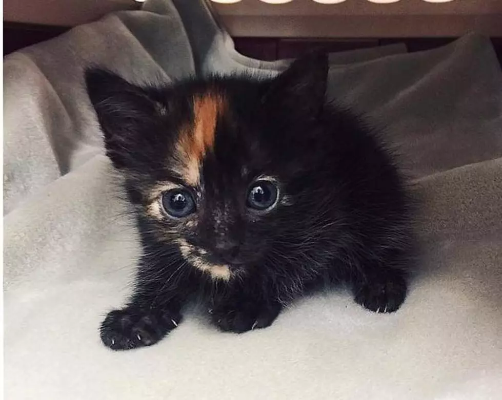 Kitten Rescued From Dragon Habitat at Fort Worth Zoo