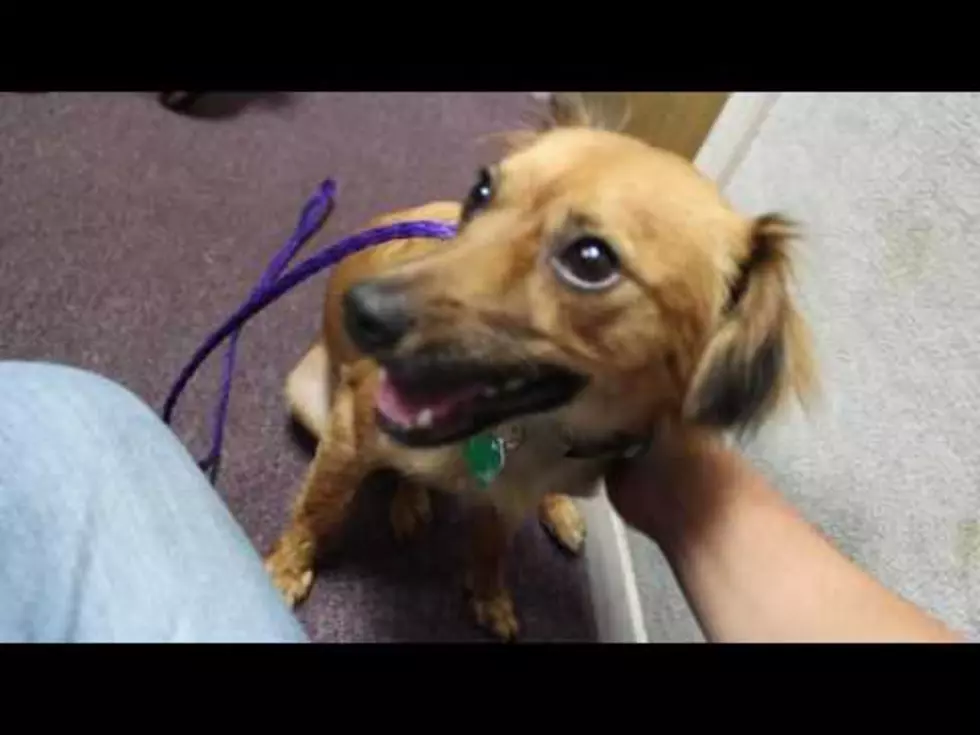 Watch Dasher The Dog Adorably Escape From His Leash in the Studio