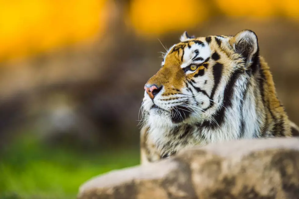 After Receiving Flowers from UT’s Bevo, LSU’s Mike The Tiger Dies at 11