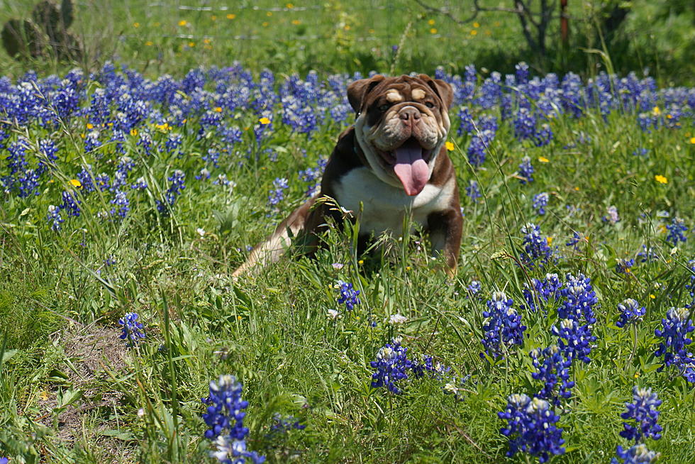 Texas Officially Has a State Flower Song