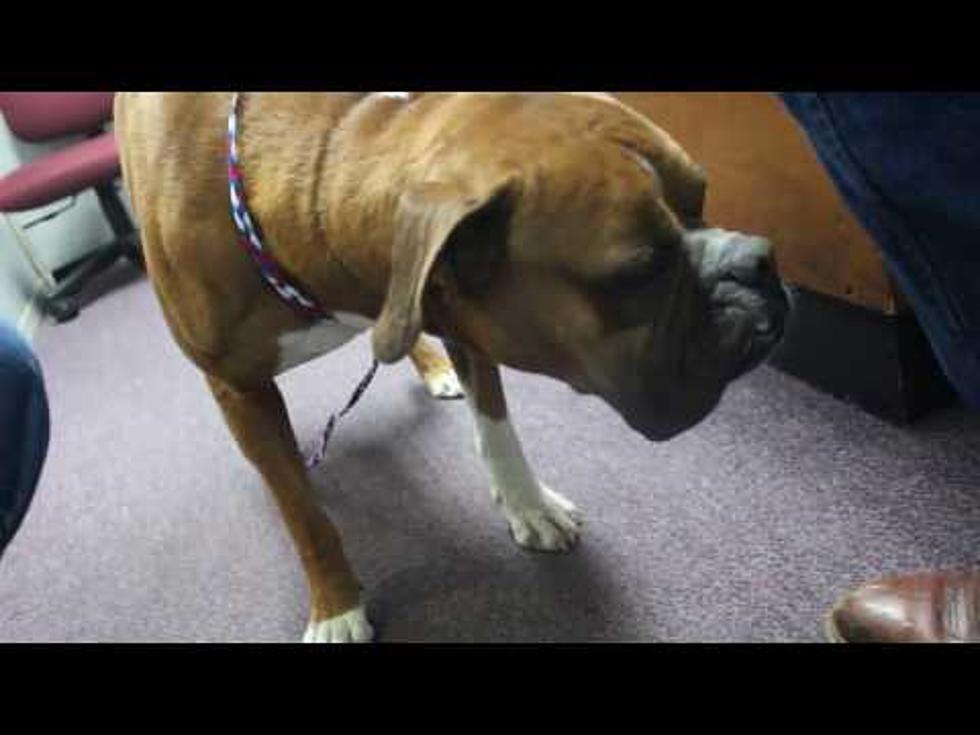 Friday Furry Friend is a Boxer Who’s a Lover, not a Fighter!