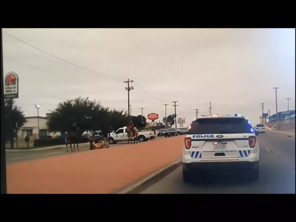 Totally Texan: Runaway Cattle Caught by Cowboy and on Camera