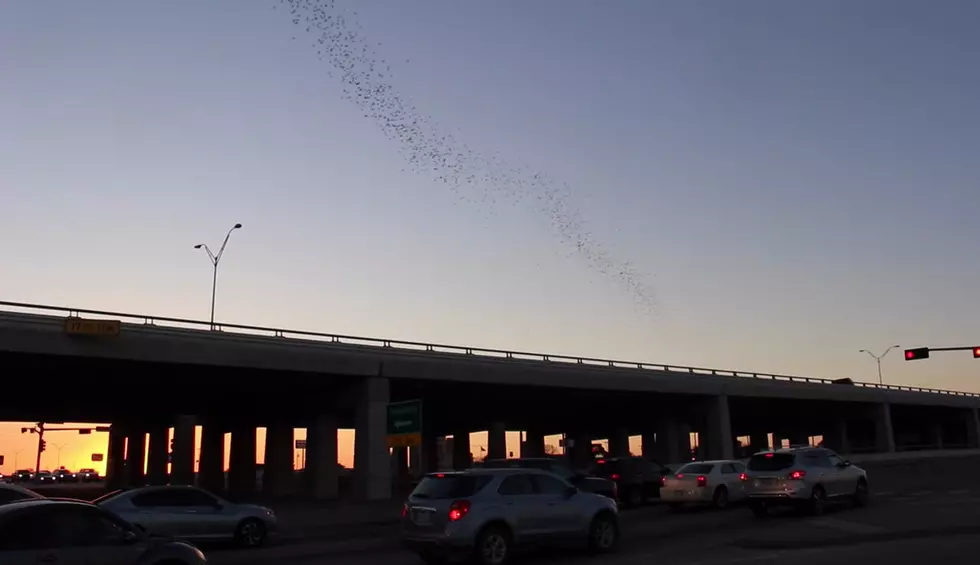 Temple Bridge Now Home to Hundreds of Bats [VIDEO]