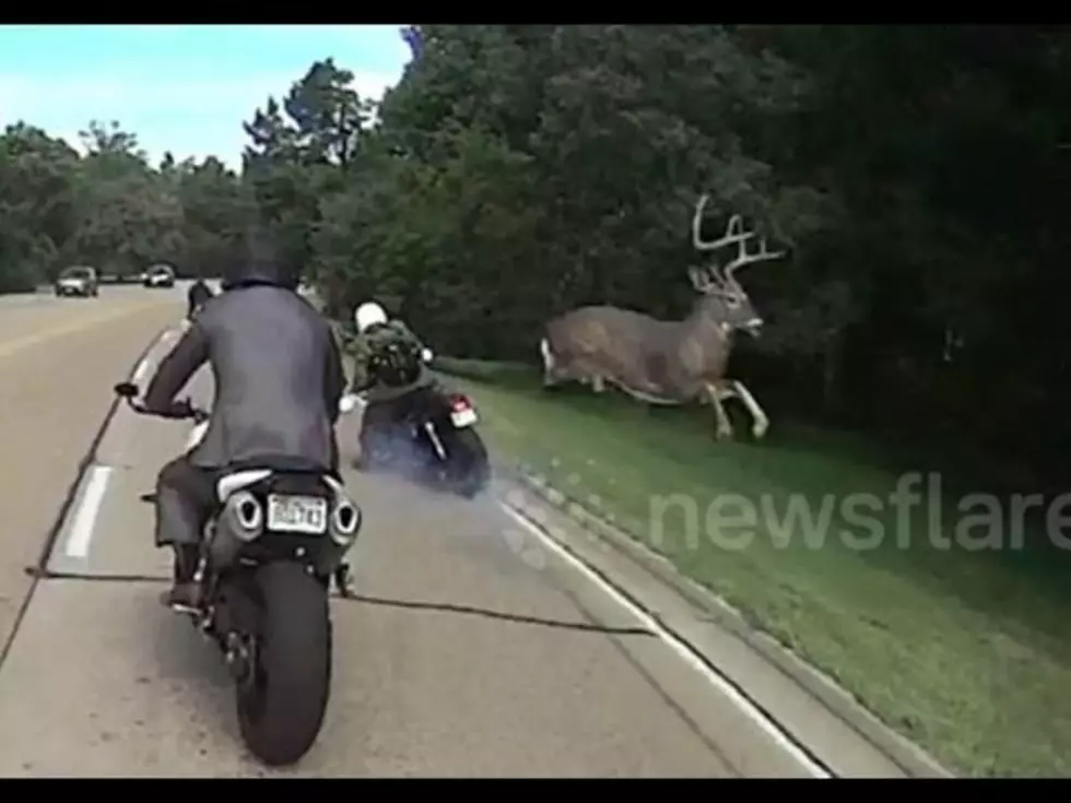 Buck Leaps Over Motorcycle on Highway
