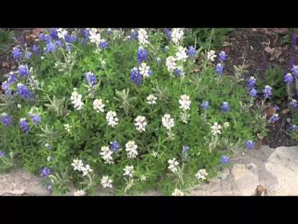 Albino Bluebonnets Spotted in the Texas Hill Country
