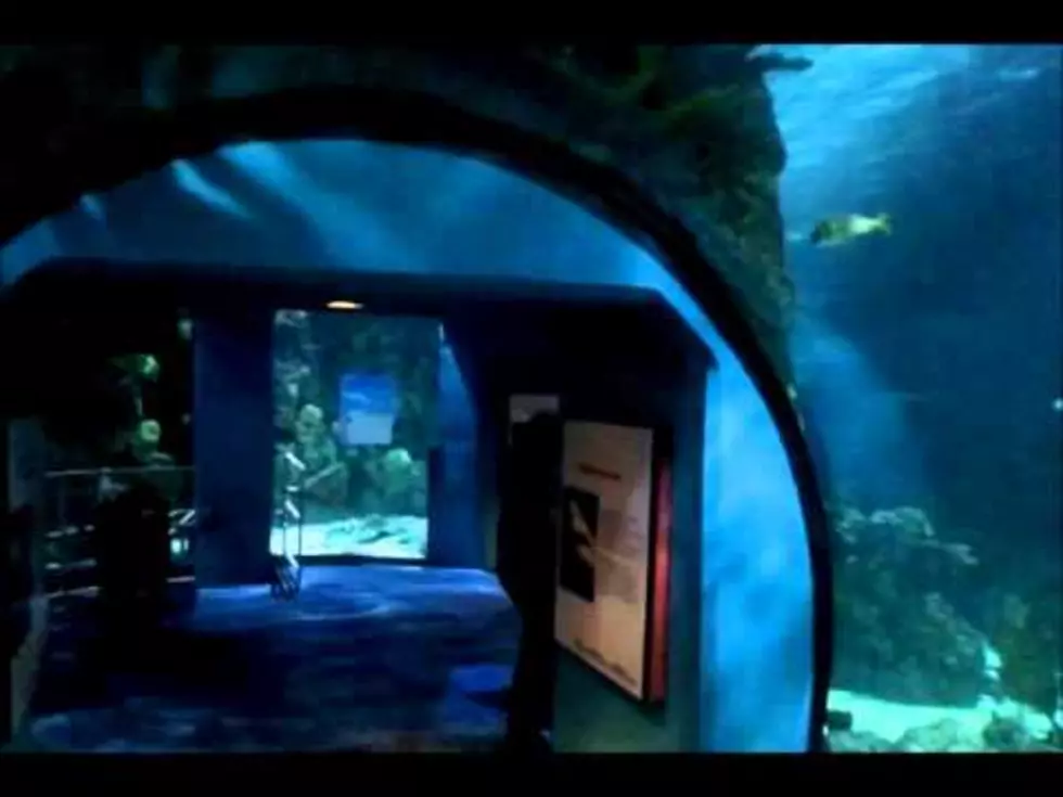 Galveston’s Moody Garden Aquarium Set to Open May 27th