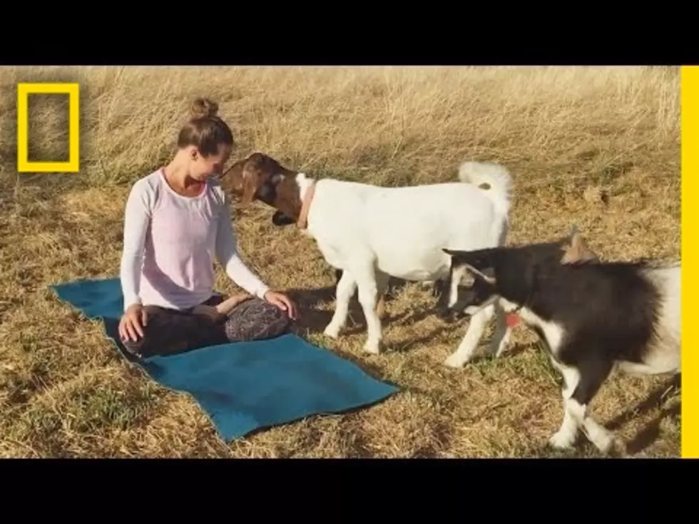 Goat Yoga Arrives in Austin