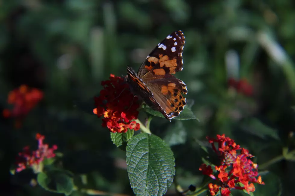 Monarch or Painted Lady? How to Spot Impostors