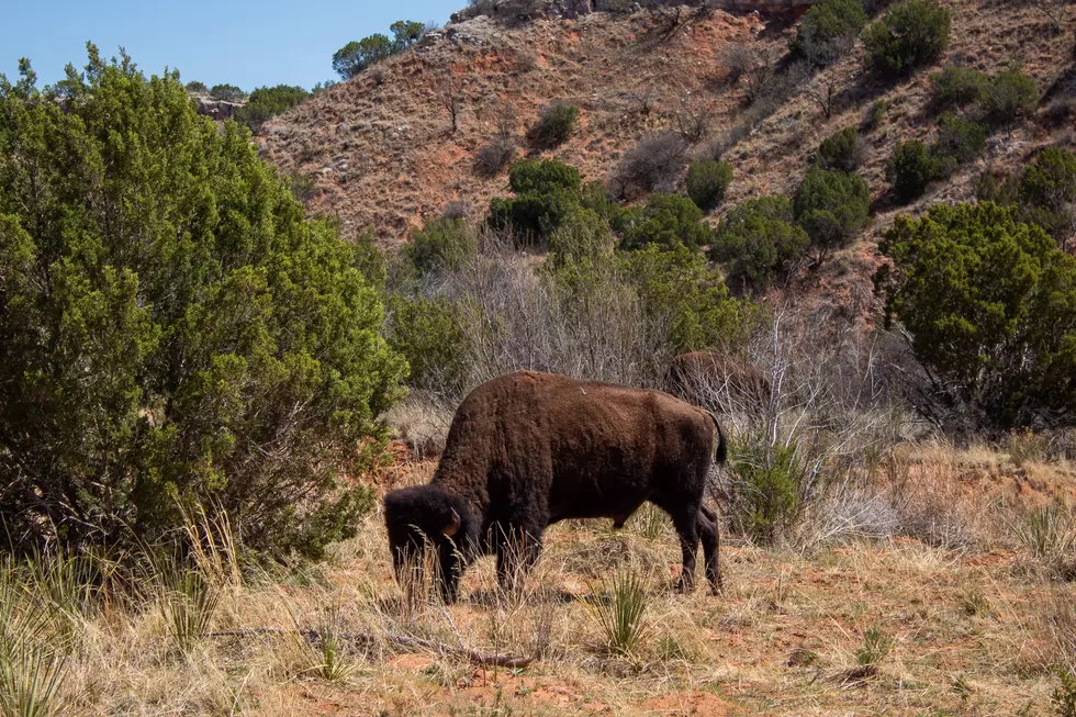 Caprock Canyon and the Texas State Bison Herd