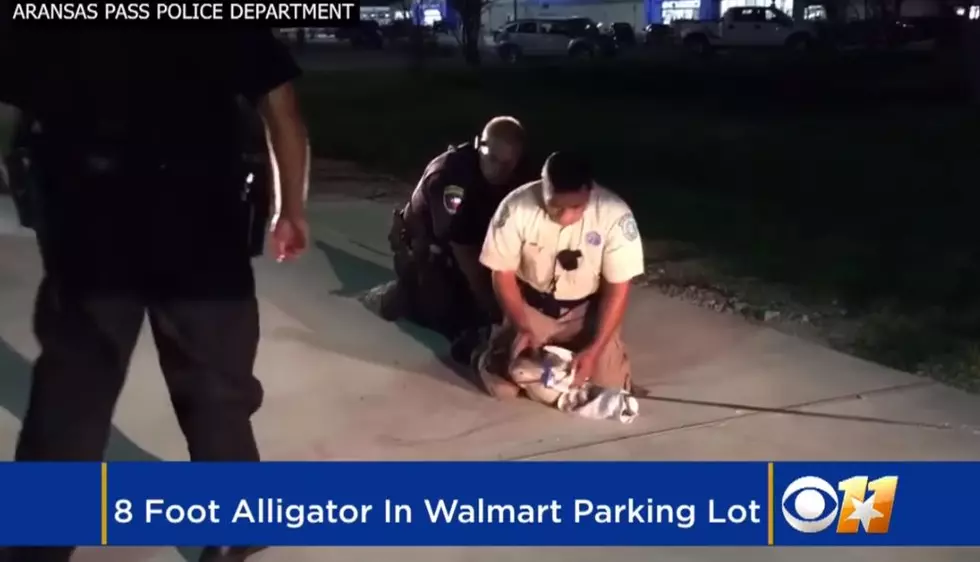 Alligator Captured at Texas Walmart