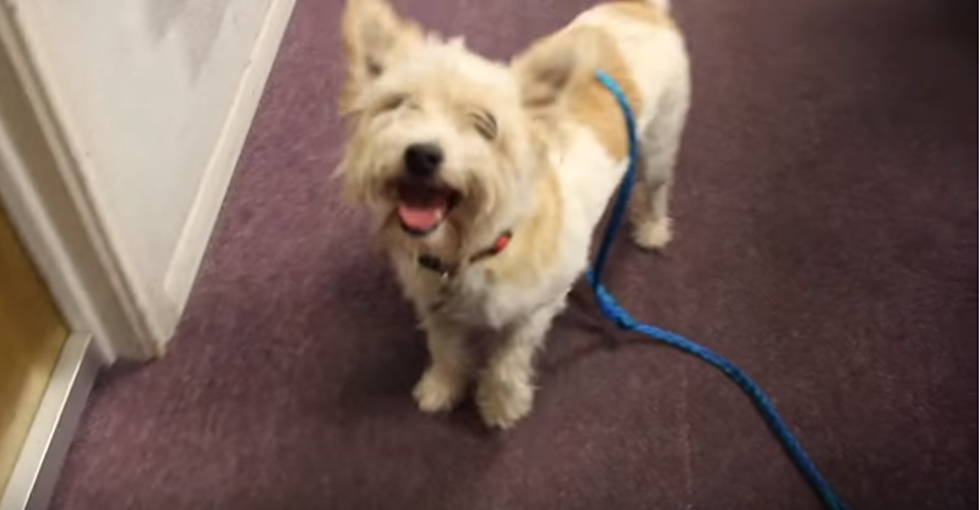 K Rock Pet of the Week: Spot (West Highland Terrier Mix)