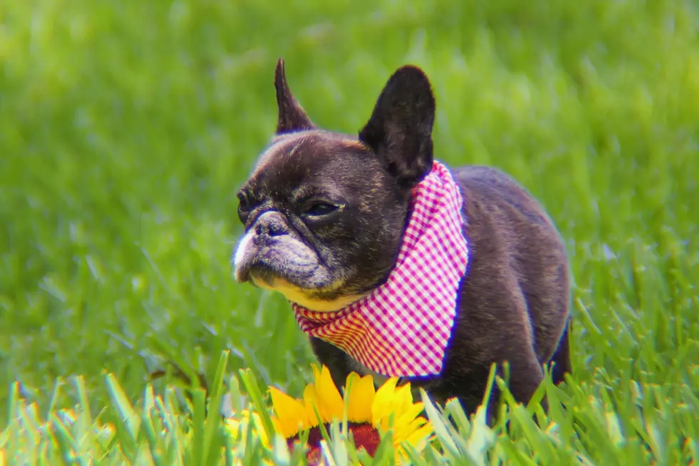 French Bulldog Looks Slightly Less Mad After France Advances to Semis