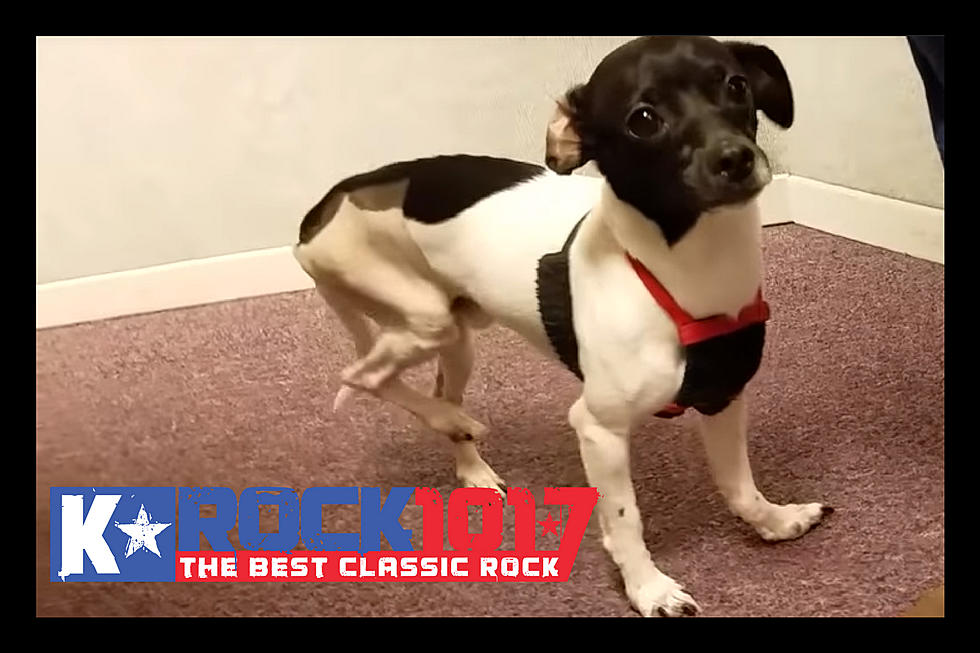 K Rock Pet of the Week: Bixby (Rat Terrier/Jack Russel Mixed)