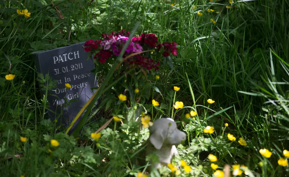 Animals Are Coming Out of Their Graves at a Michigan Pet Cemetery