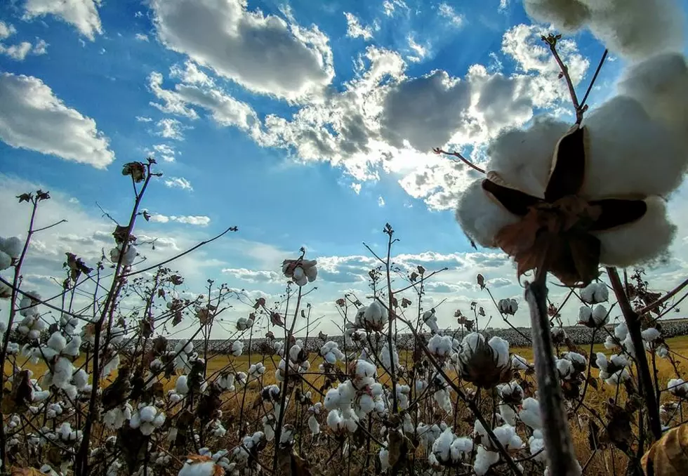 Celebrate the American Farmer at the Bell County Museum