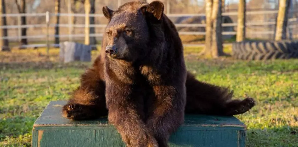 Baylor Bear Mascot ‘Lady’ Recieved Treatment At A&M Animal Hospital