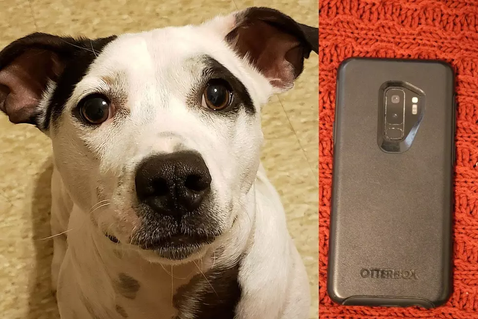 Would You Give Up Your Dog to Keep Your Smartphone?