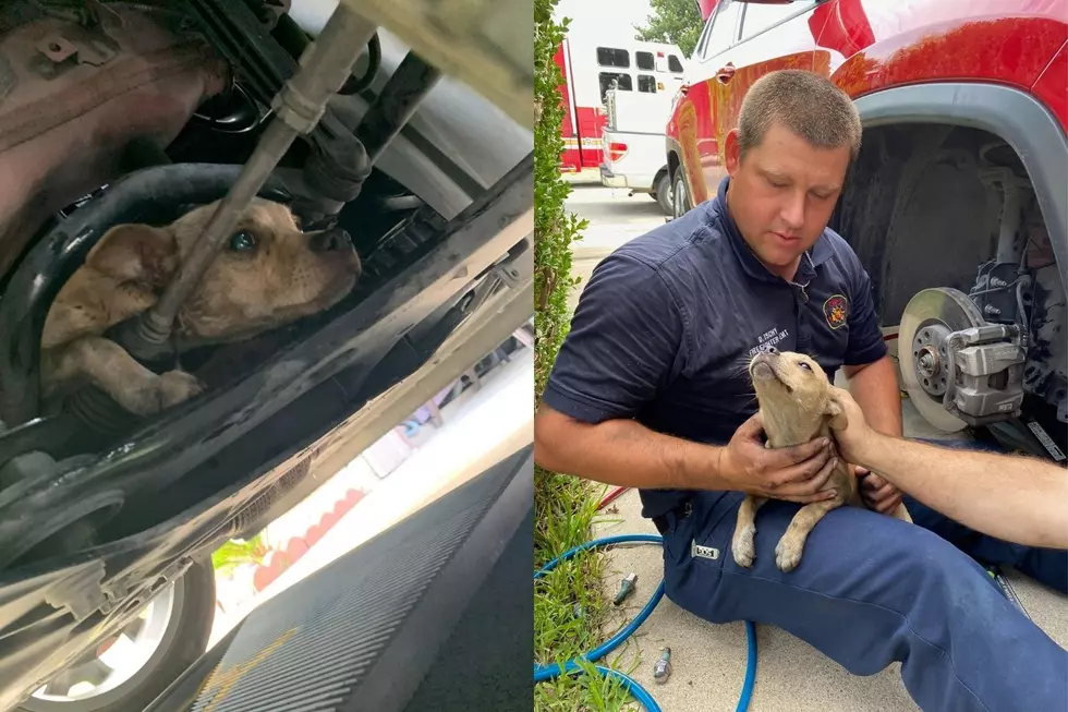 Temple Firefighters Rescue Puppy Stuck in Car&#8217;s Suspension