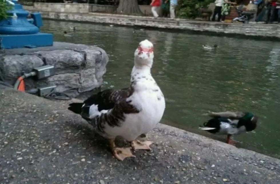 Memorial Held For Beloved Duck Killed At San Antonio River Walk [VIDEO]