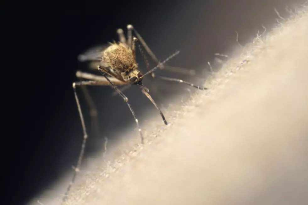 Mosquito Sample from Temple Neighborhood Tested Positive for West Nile Virus