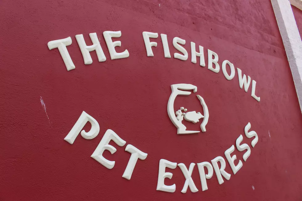 Temple’s Iconic Fish Bowl Pet Express to Close