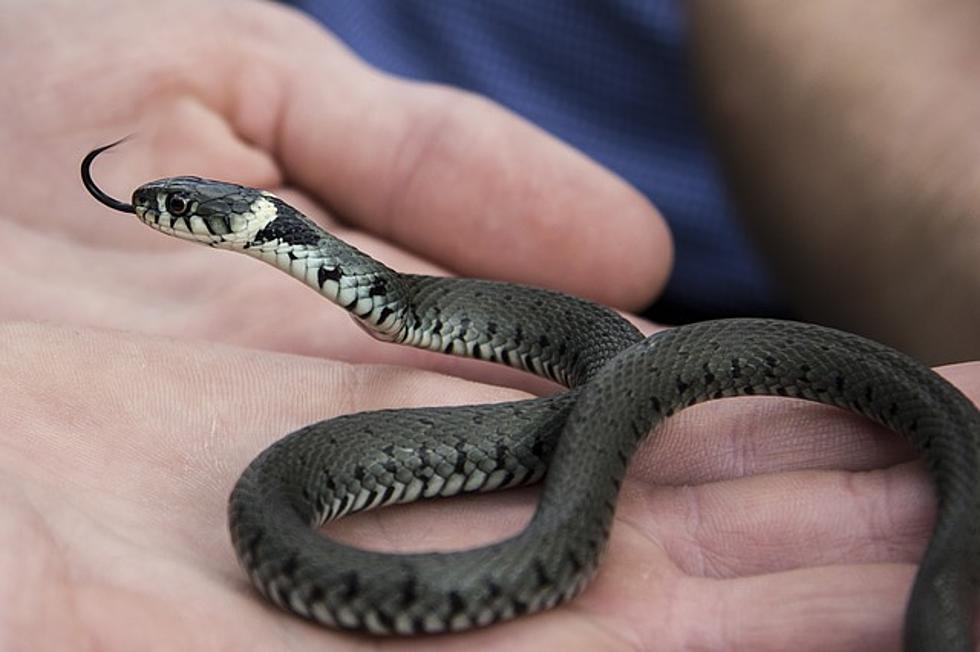 Two Headed Snake Finds Home at Cameron Park Zoo