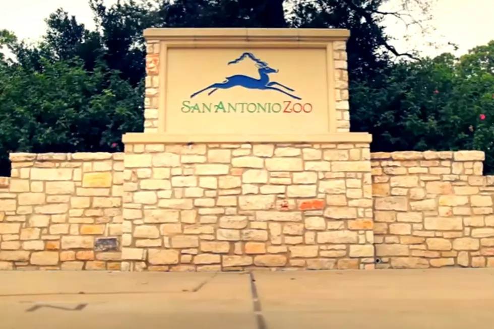 Texas Teachers Get Free Admission to San Antonio Zoo Throughout February