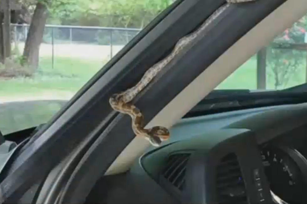 Texas Woman Comes Face to Face with Snake Hiding in Truck Door