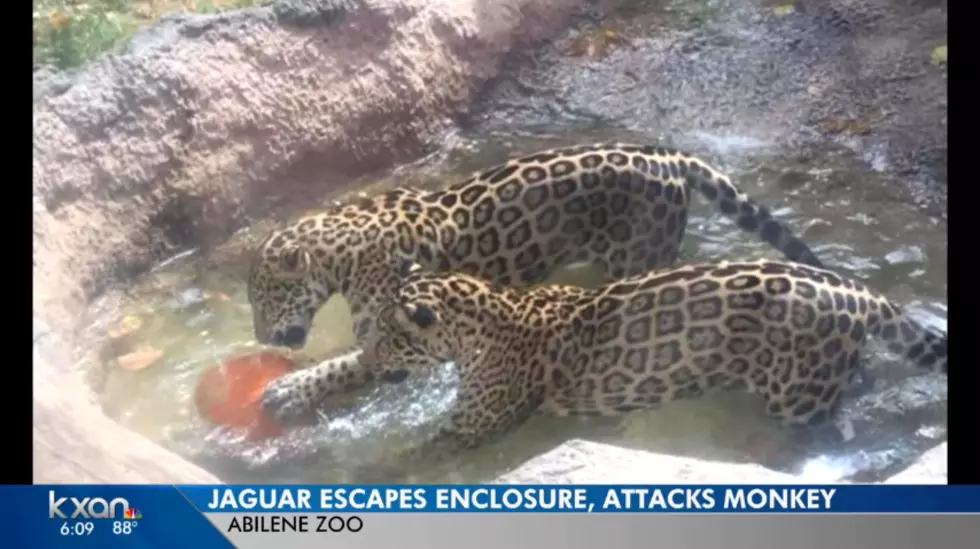 Jaguar Escapes Enclosure, Attacks Monkey at Texas Zoo