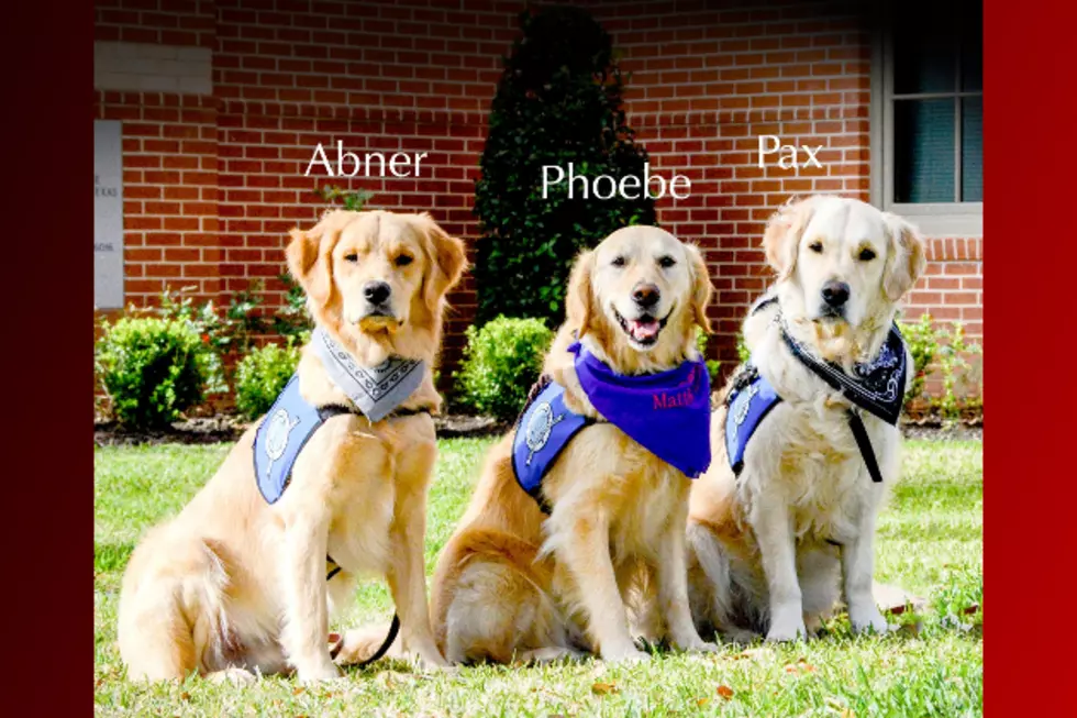 Comfort Dogs to Visit Hurricane Harvey Evacuees