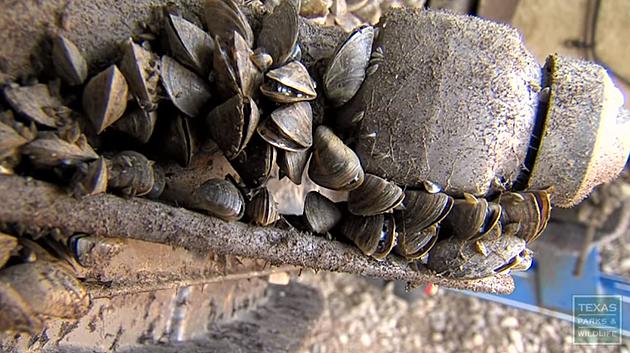 Biologists Say Invasive Zebra Mussels Found in Lake Austin