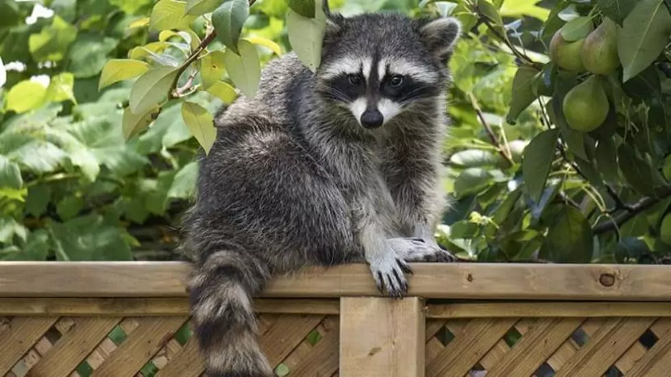 Rabid Raccoon