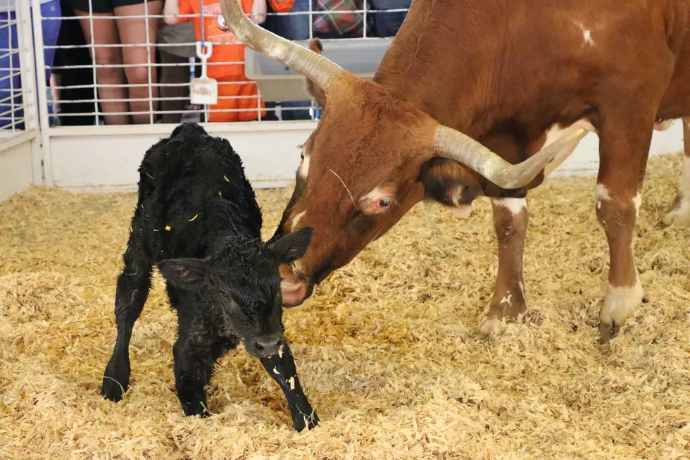 Longhorn Calf Born at State Fair of Texas Petting Zoo