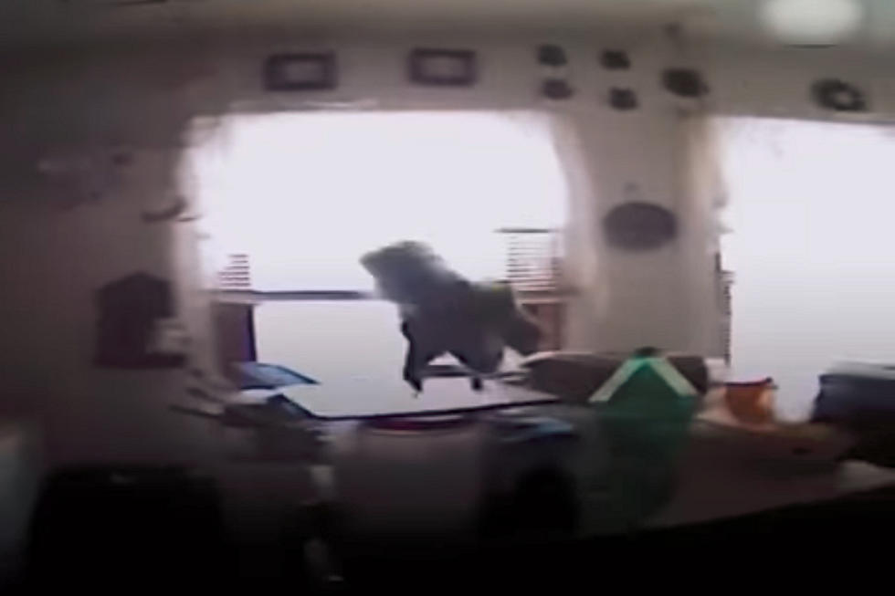 Squirrel Goes Nuts on Police Trying to Remove it From Home