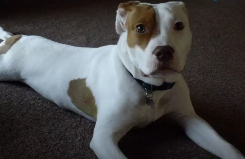 Deaf Staffordshire Puppy Learns Sign Language