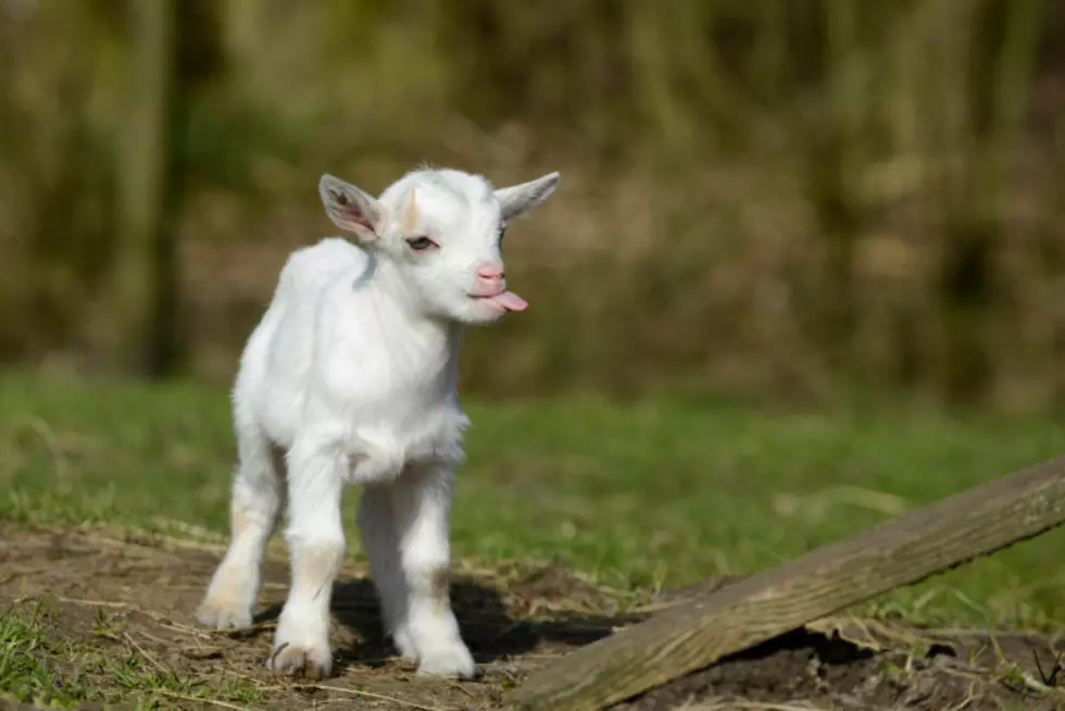 Happy Hour With Goats&#8230;.Yes It&#8217;s A Real Thing