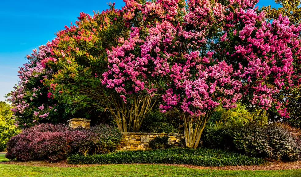 City of Harker Heights Needs Volunteers to Help Plant Crepe Myrtles