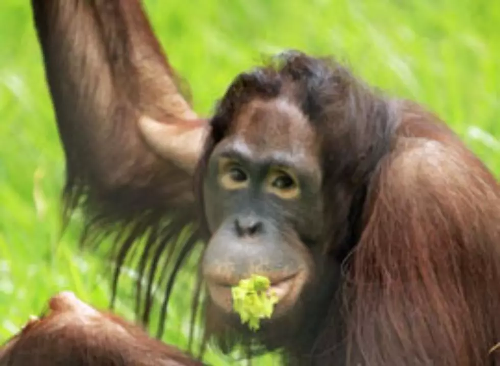 Waco’s Cameron Park Zoo Experiment