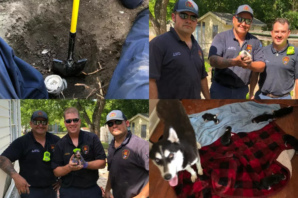 Temple Firefighters Rescue Newborn Puppies From Sewer Pipe