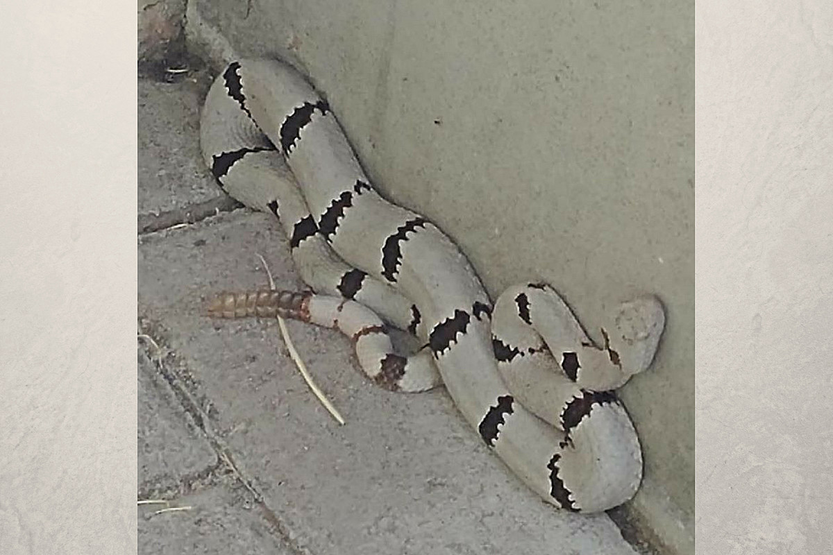 Texas Parks and Wildlife Shares Photo of White Rattlesnake