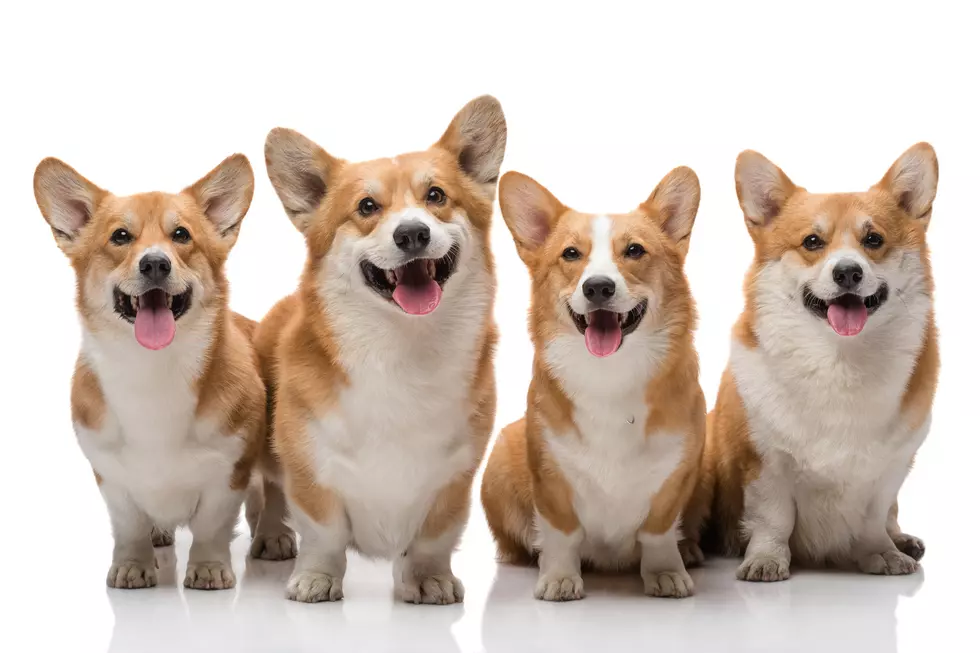 2nd Annual Texas Corgi Roundup Coming to Temple October 6