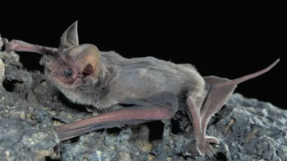 Bat Found in Central Texas with Rabies 