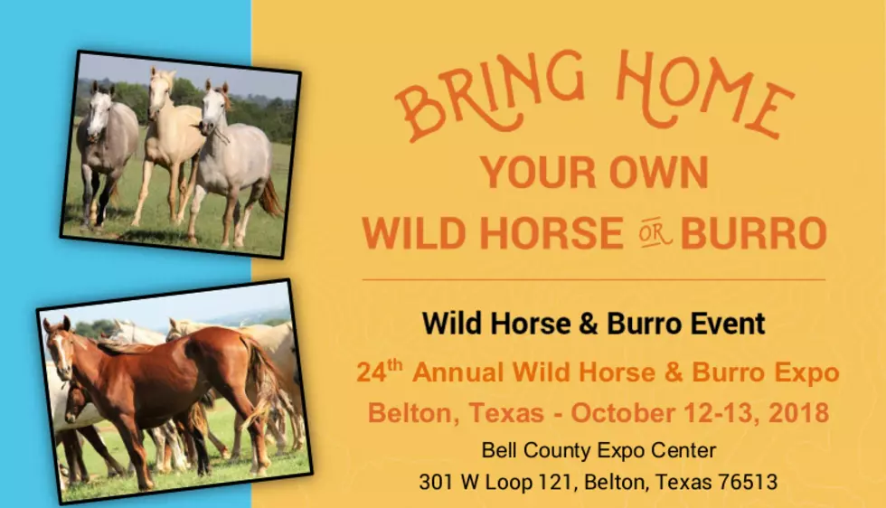 Wild Horse and Burro Expo Coming to Bell County Expo Center Oct 12 and 13