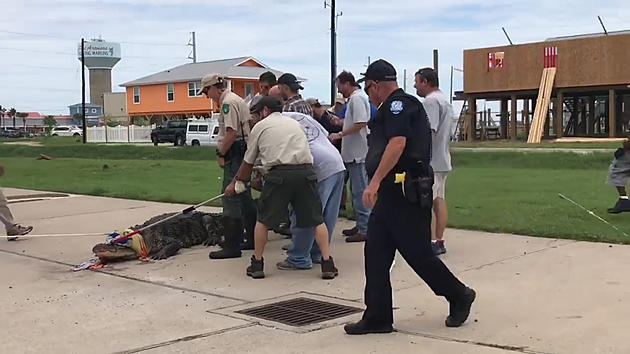 12-Foot Alligator Pulled from Port Aransas Ditch [VIDEO]