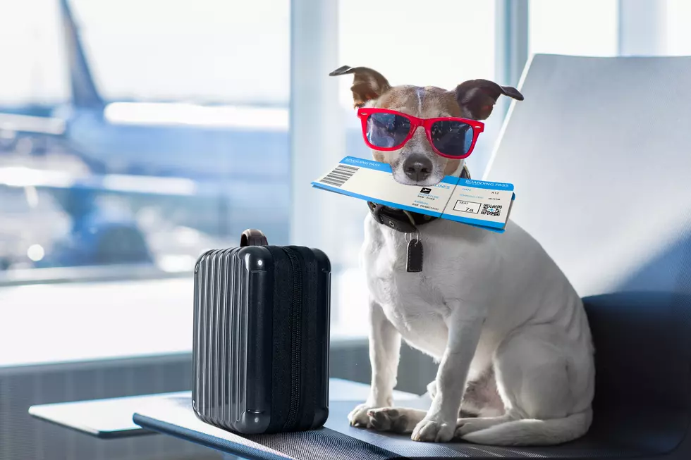 Three Texas Airports Ranked Among Most Pet-Friendly in America