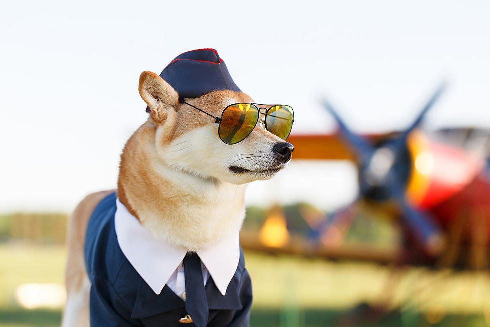 Three Texas Airports Ranked Among Most Pet-Friendly in America