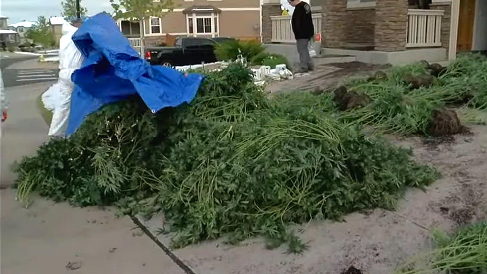 Authorities Raid 247 Colorado Homes Growing Black Market Pot